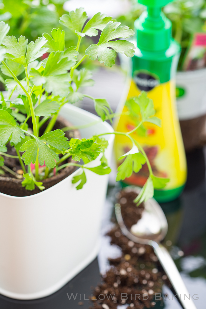 How to Create a Cute Edible Garden in a Tiny Studio Apartment