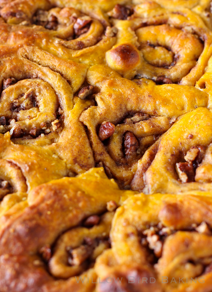 Pumpkin Maple Pecan Rolls (with Pumpkin Cream Cheese Icing!)